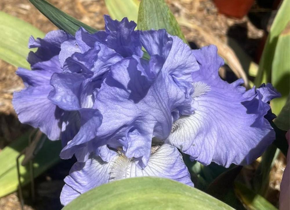 Photo of Tall Bearded Iris (Iris 'Babbling Brook') uploaded by Bloomerrang