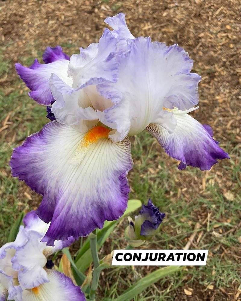 Photo of Tall Bearded Iris (Iris 'Conjuration') uploaded by Bloomerrang