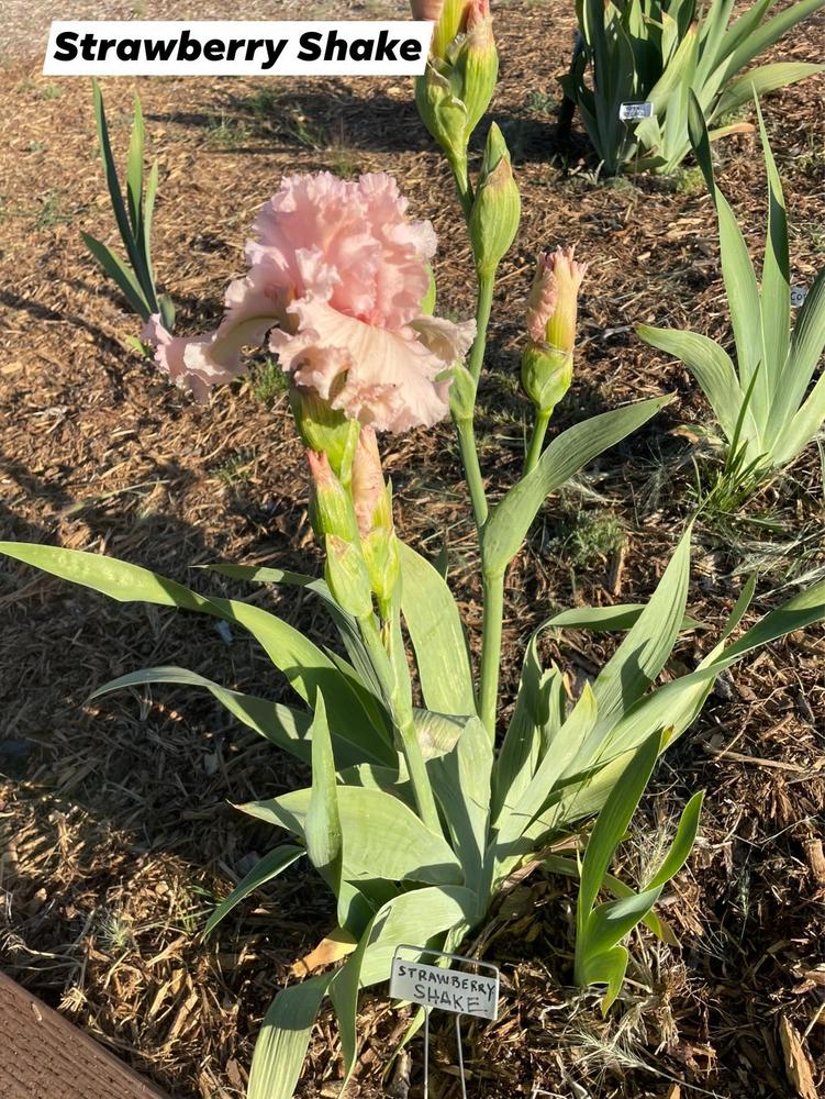 Photo of Tall Bearded Iris (Iris 'Strawberry Shake') uploaded by Bloomerrang