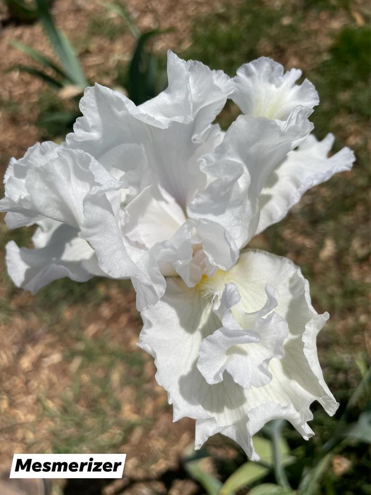 Photo of Tall Bearded Iris (Iris 'Mesmerizer') uploaded by Bloomerrang