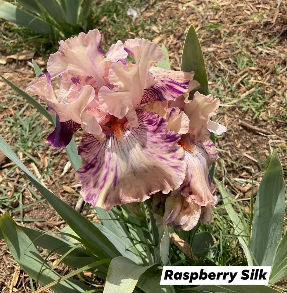 Photo of Border Bearded Iris (Iris 'Raspberry Silk') uploaded by Bloomerrang