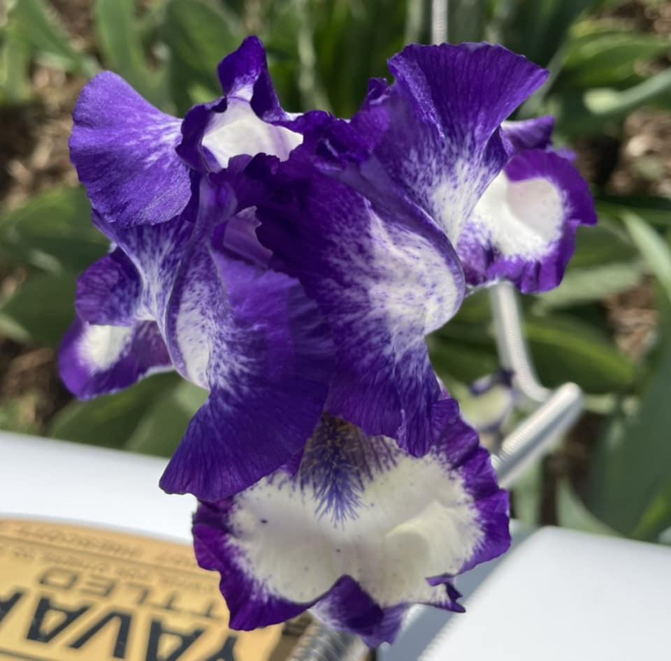 Photo of Tall Bearded Iris (Iris 'Stepping Out') uploaded by Bloomerrang