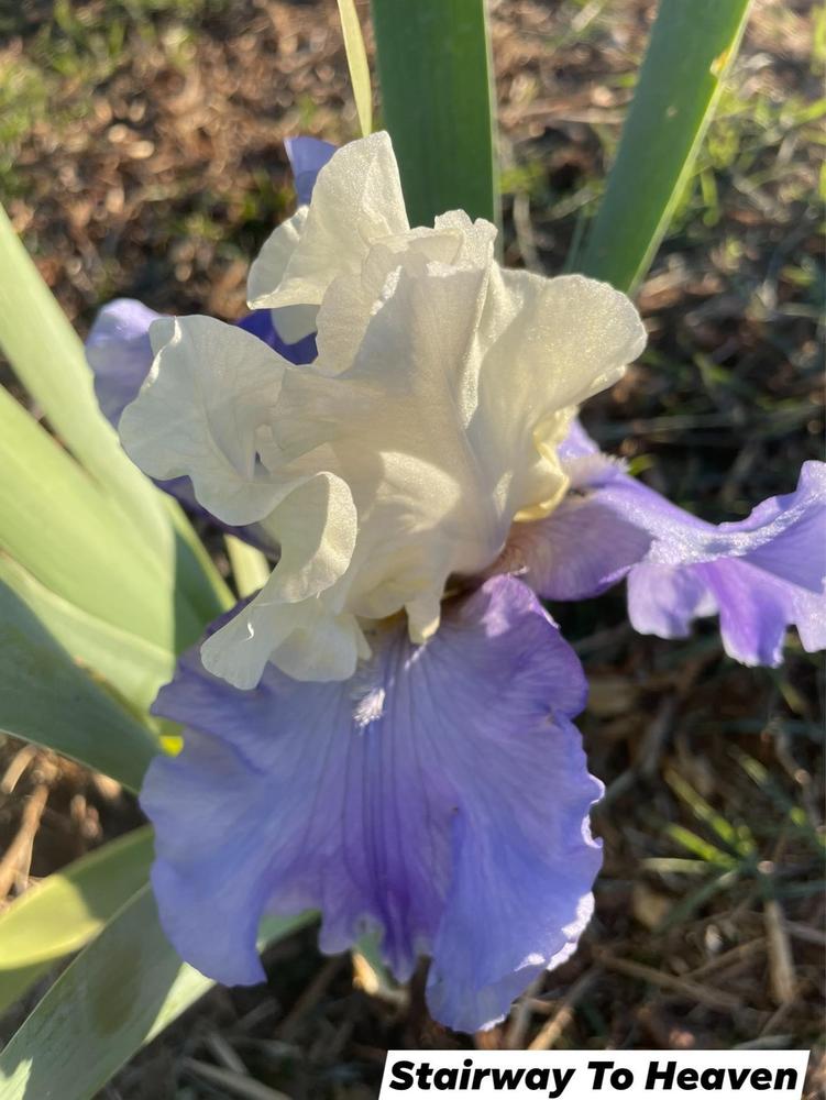 Photo of Tall Bearded Iris (Iris 'Stairway to Heaven') uploaded by Bloomerrang