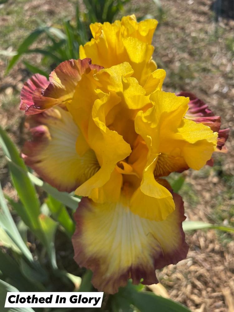 Photo of Tall Bearded Iris (Iris 'Clothed in Glory') uploaded by Bloomerrang