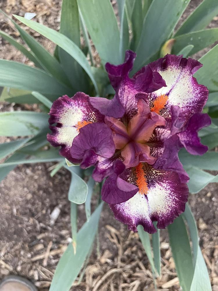Photo of Intermediate Bearded Iris (Iris 'Calligrapher') uploaded by Bloomerrang