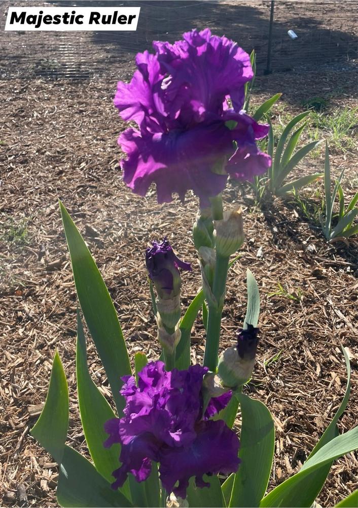 Photo of Tall Bearded Iris (Iris 'Majestic Ruler') uploaded by Bloomerrang