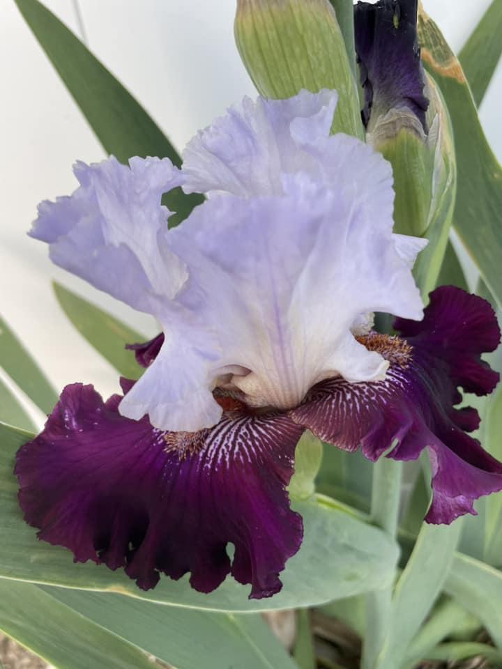 Photo of Tall Bearded Iris (Iris 'Kisses Like Wine') uploaded by Bloomerrang