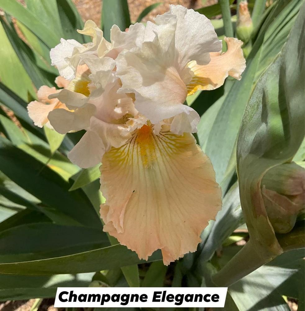 Photo of Tall Bearded Iris (Iris 'Champagne Elegance') uploaded by Bloomerrang