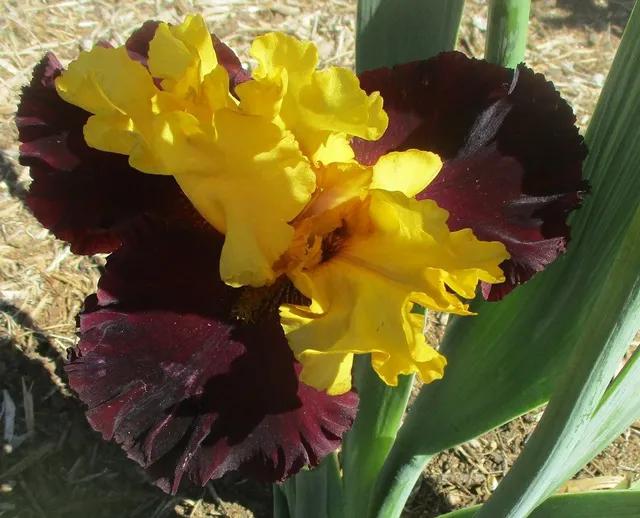 Photo of Tall Bearded Iris (Iris 'Kathy Chilton') uploaded by Bloomerrang