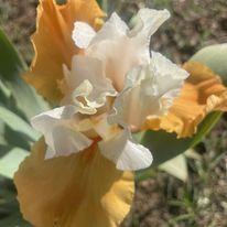 Photo of Tall Bearded Iris (Iris 'Pumpkin Cheesecake') uploaded by Bloomerrang