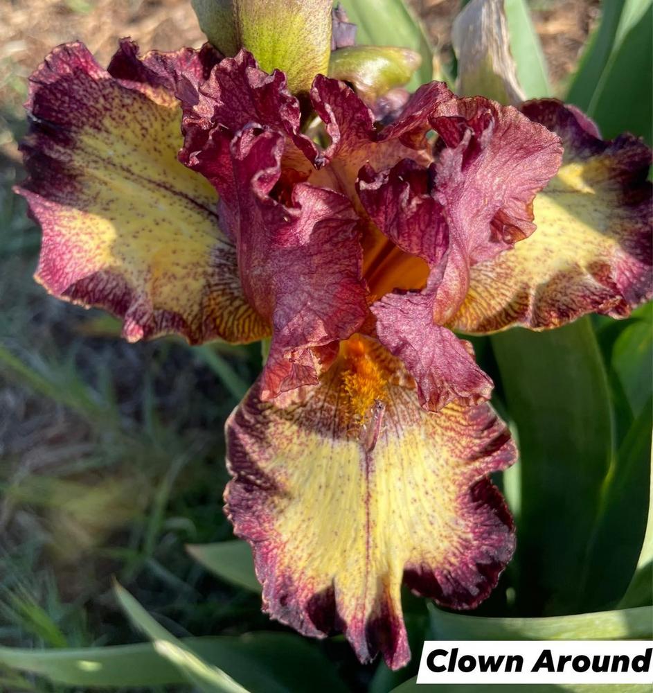 Photo of Tall Bearded Iris (Iris 'Clown Around') uploaded by Bloomerrang