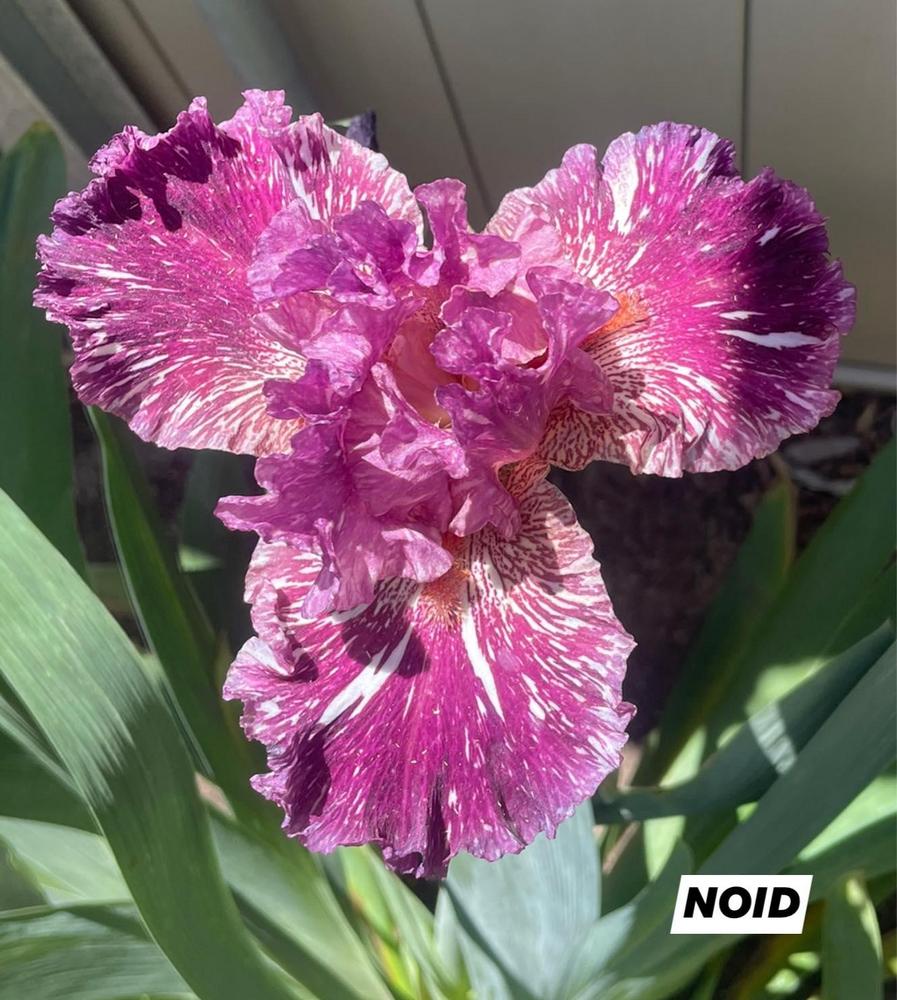 Photo of Tall Bearded Iris (Iris 'Peekaboo Zebu') uploaded by Bloomerrang