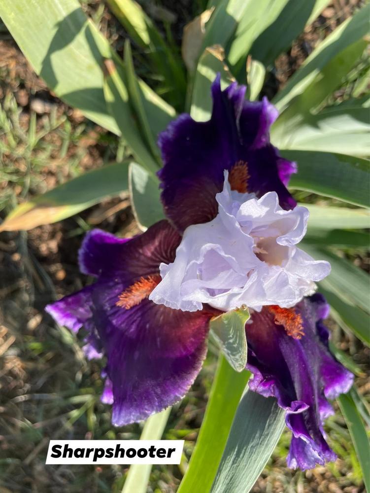 Photo of Tall Bearded Iris (Iris 'Sharpshooter') uploaded by Bloomerrang