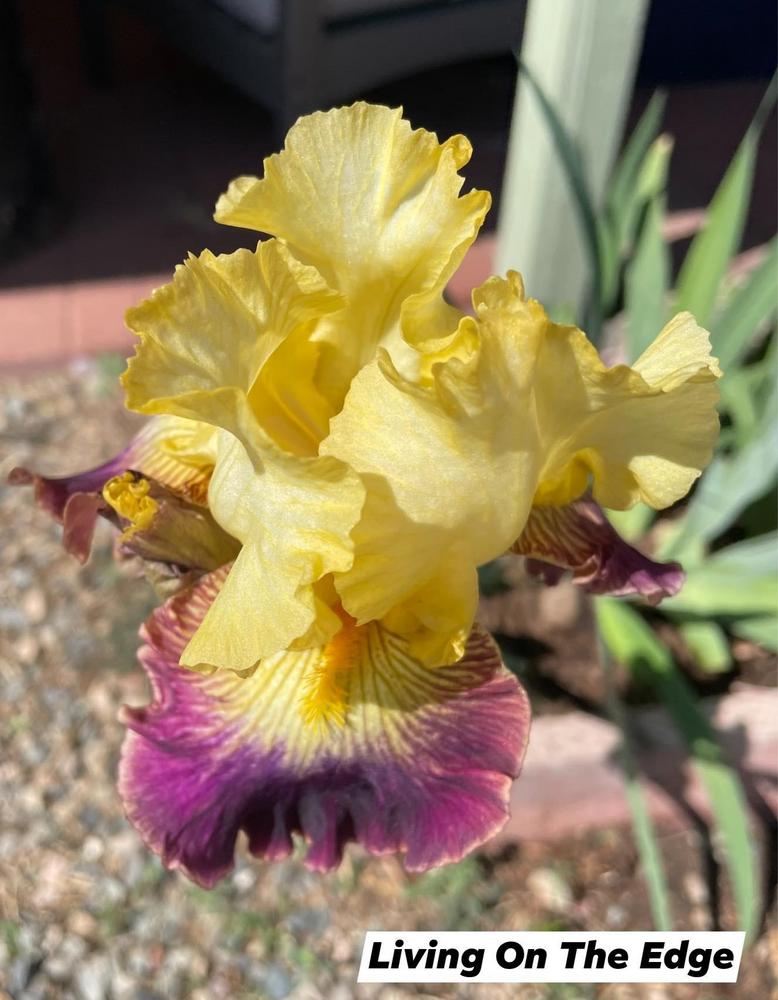 Photo of Tall Bearded Iris (Iris 'Living on the Edge') uploaded by Bloomerrang