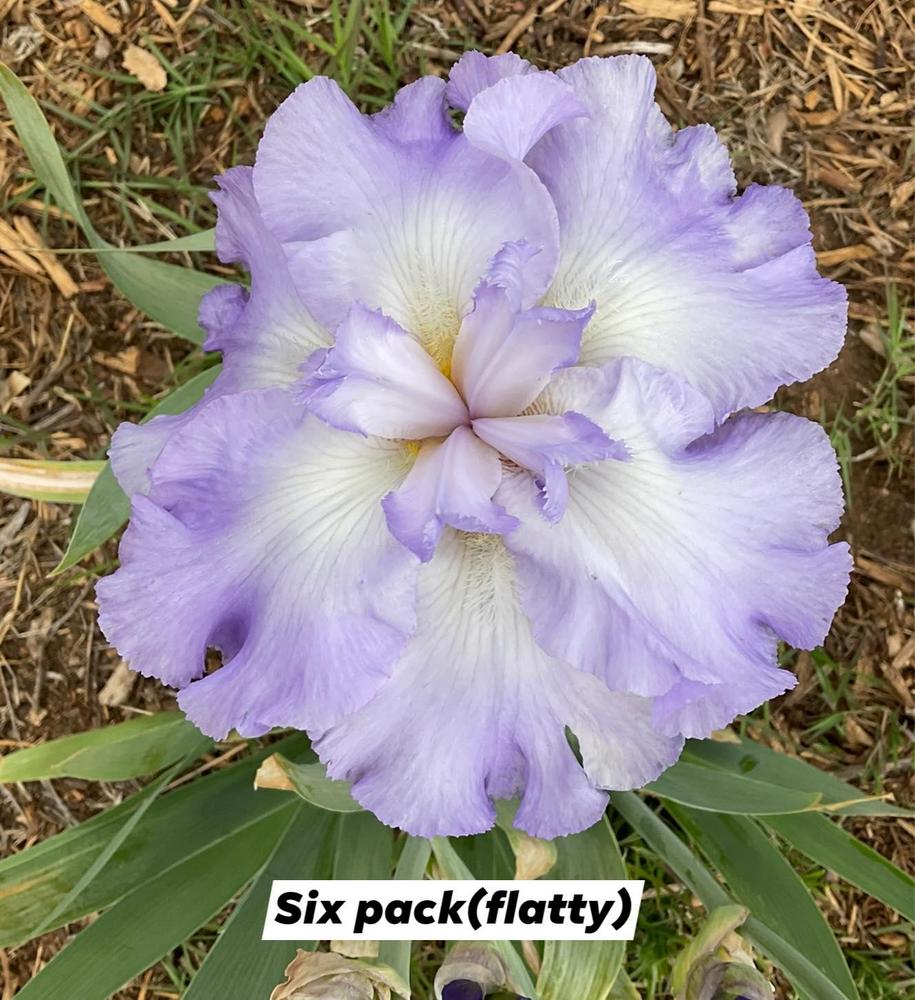 Photo of Tall Bearded Iris (Iris 'Six Pack') uploaded by Bloomerrang