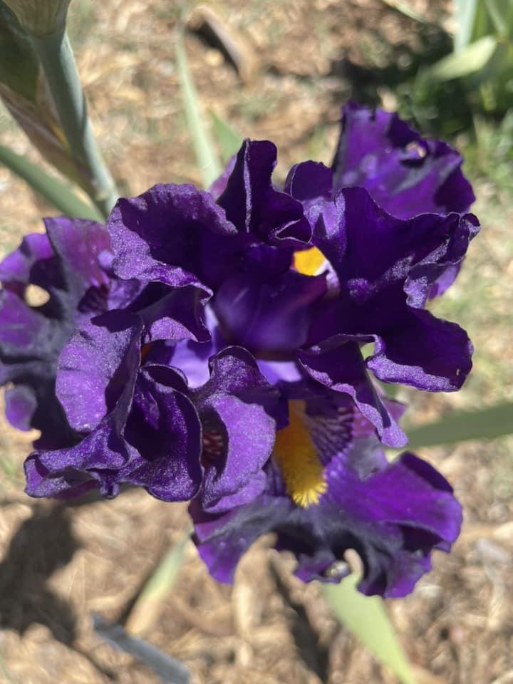 Photo of Border Bearded Iris (Iris 'Lady of the Night') uploaded by Bloomerrang