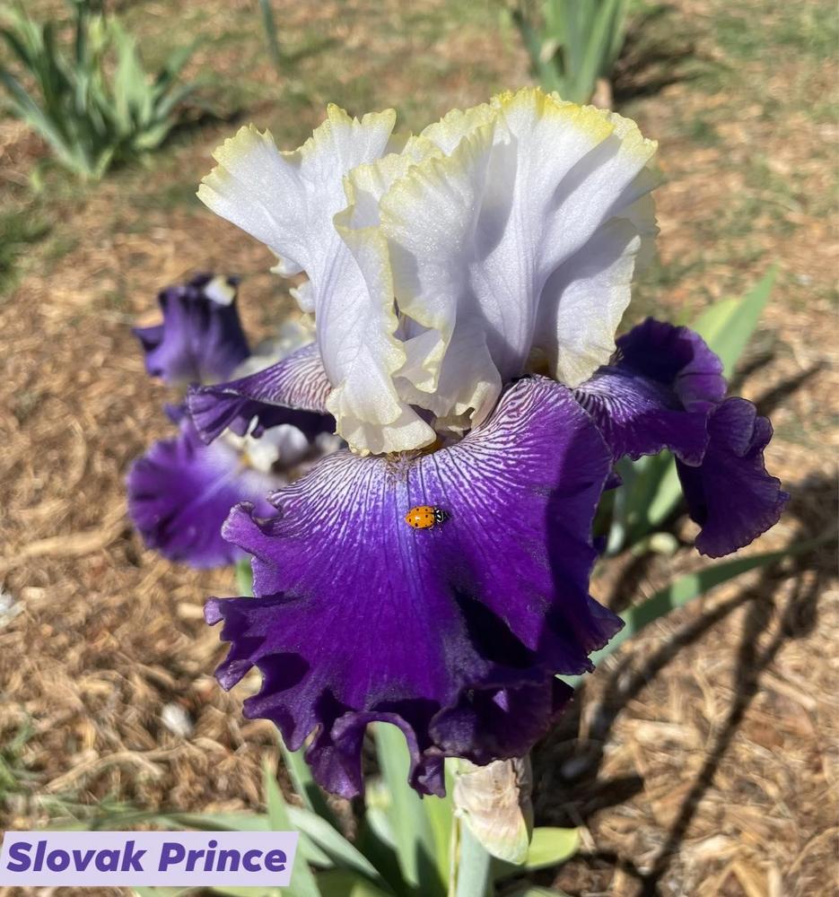 Photo of Tall Bearded Iris (Iris 'Slovak Prince') uploaded by Bloomerrang