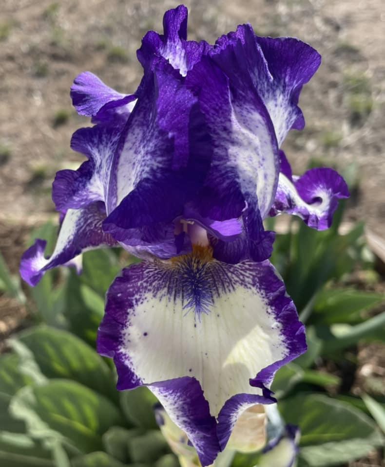 Photo of Tall Bearded Iris (Iris 'Stepping Out') uploaded by Bloomerrang