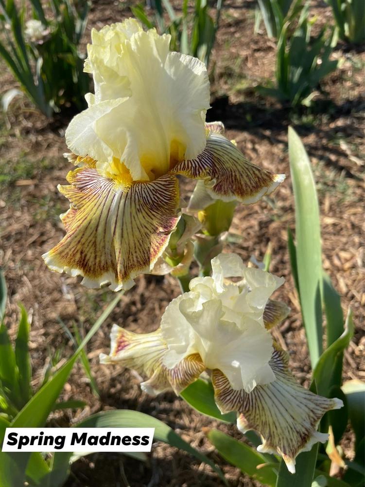 Photo of Tall Bearded Iris (Iris 'Spring Madness') uploaded by Bloomerrang