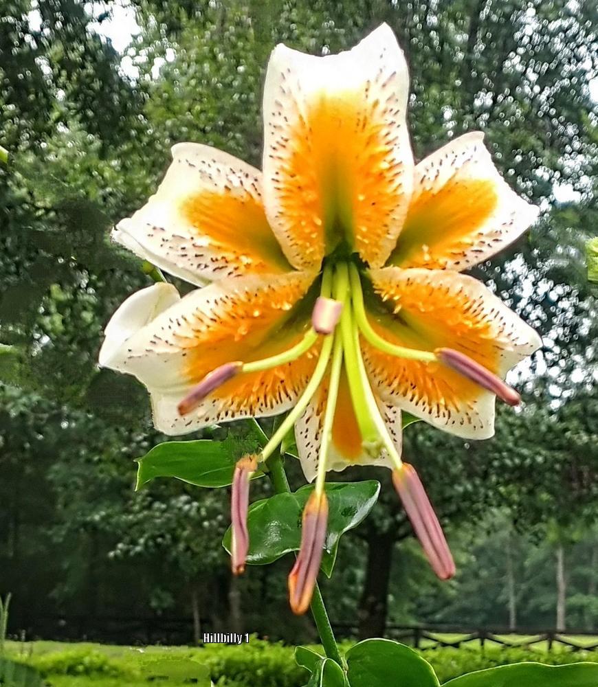 Photo of Lily (Lilium 'Lady Alice') uploaded by HoodLily