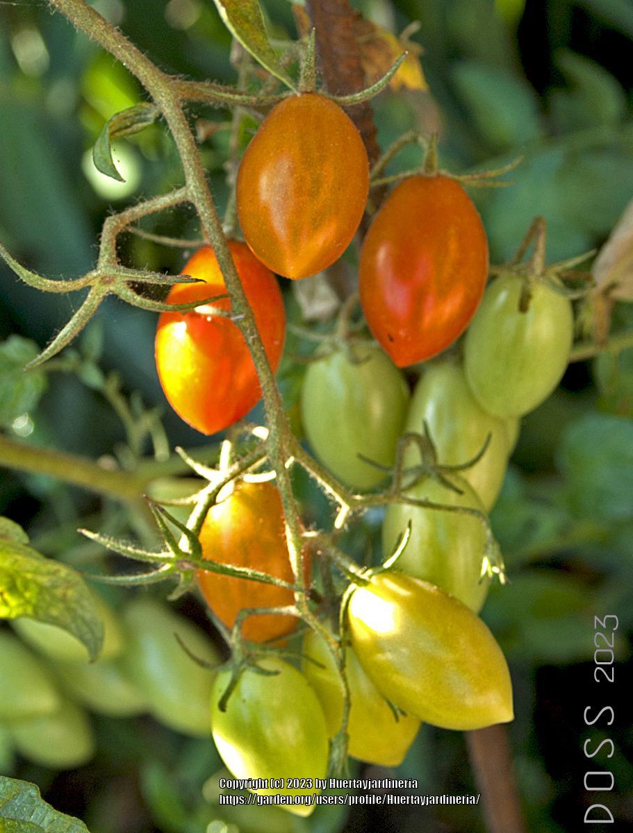 Photo of Tomato (Solanum lycopersicum 'San Marzano') uploaded by Huertayjardineria