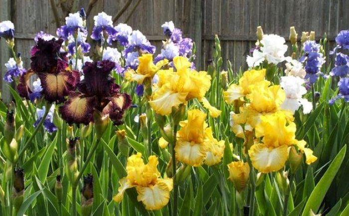 Photo of Tall Bearded Iris (Iris 'Light Beam') uploaded by Ladylovingdove