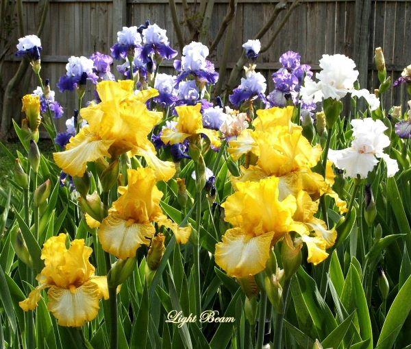 Photo of Tall Bearded Iris (Iris 'Light Beam') uploaded by Ladylovingdove