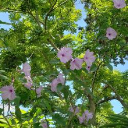 Location: Orlando, Florida 
Date: June 2023
Morning glory tree flowers