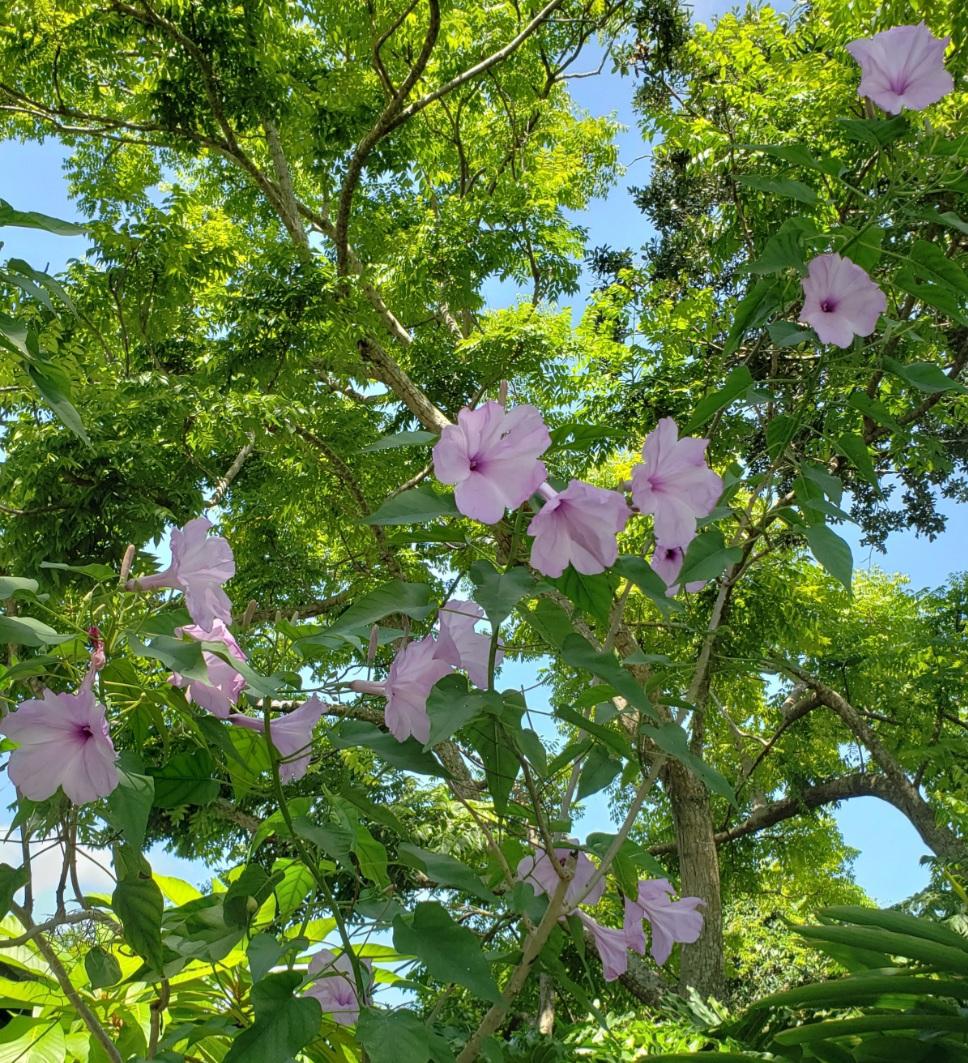 Photo of Morning Glory Tree (Ipomoea carnea) uploaded by TommyTiger
