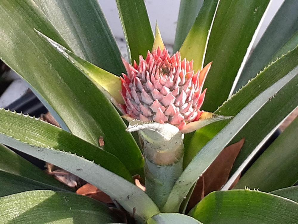 Photo of Pineapple (Ananas comosus) uploaded by Zeta7