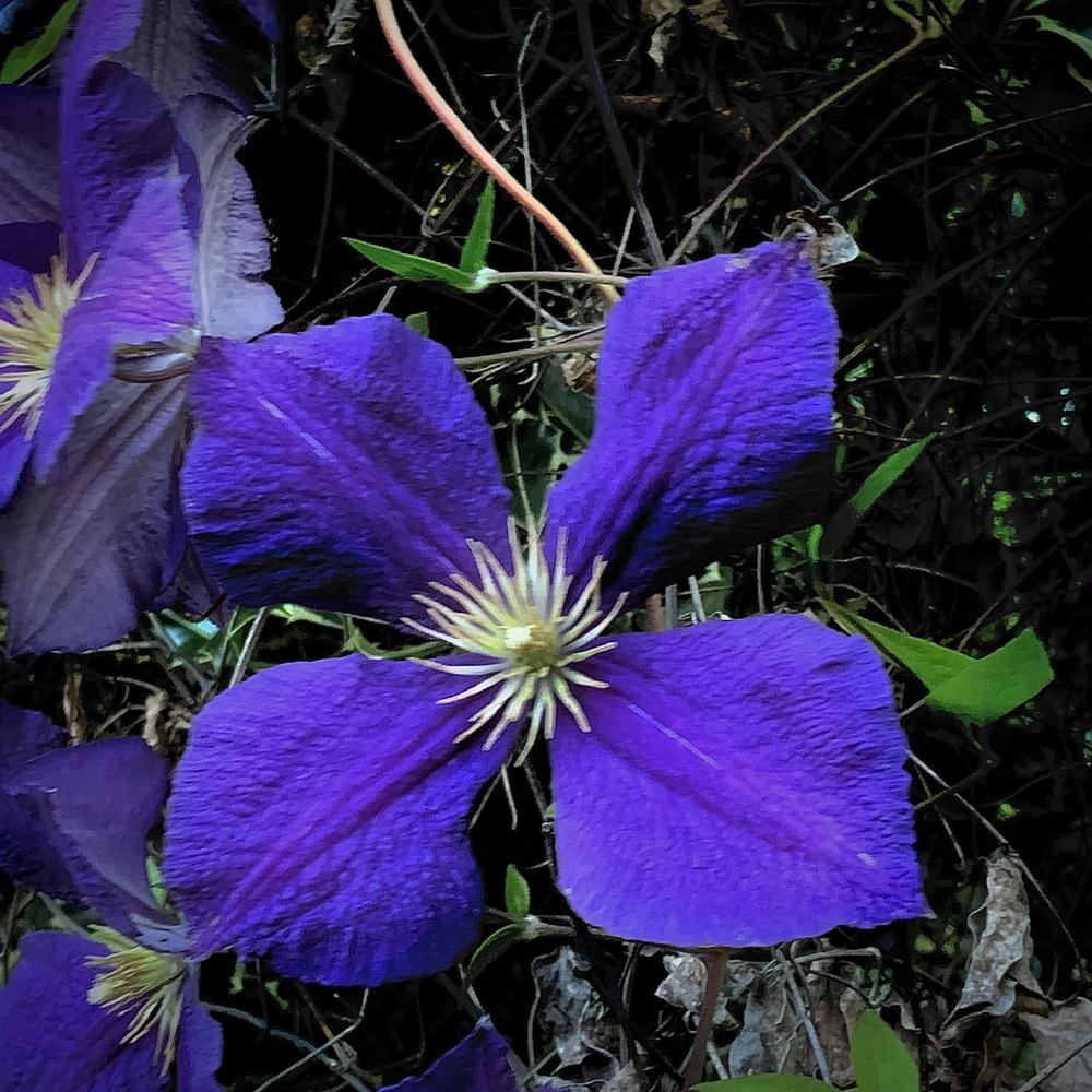 Photo of Clematis 'Jackmanii' uploaded by bumplbea