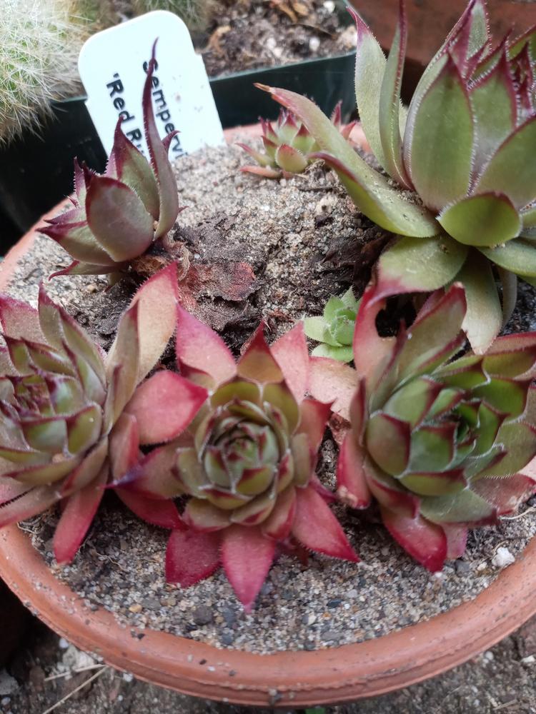Photo of Hen and Chicks (Sempervivum 'Red Rum') uploaded by GentianGrower