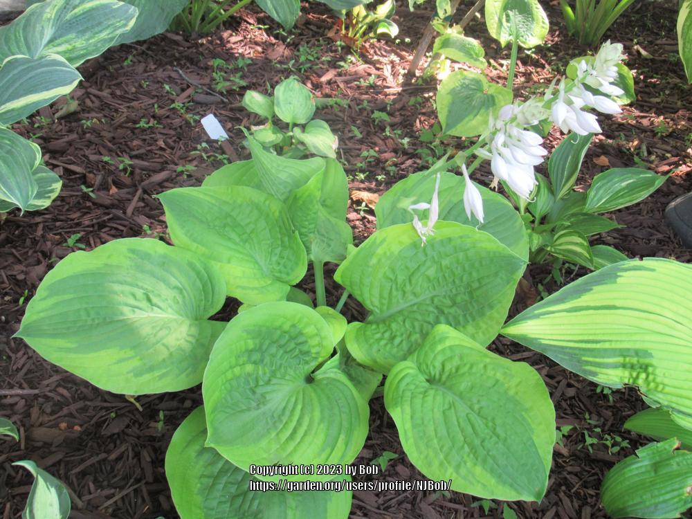 Photo of Hosta 'Country Confessions' uploaded by NJBob