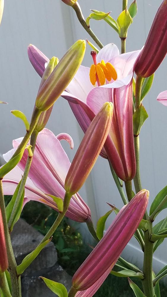 Photo of Lily (Lilium Pink Perfection) uploaded by RootedInDirt