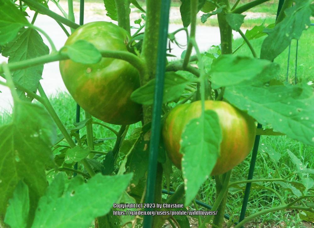 Photo of Tomato (Solanum lycopersicum 'Kozula 24') uploaded by wildflowers