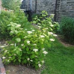 Location: Wayne, Pennsylvania
Date: 2023-07-02
shrub getting towards being full-grown in bloom