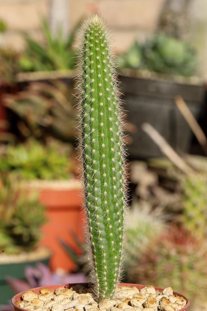 Photo of Sprawling Cactus (Bergerocactus emoryi) uploaded by Baja_Costero