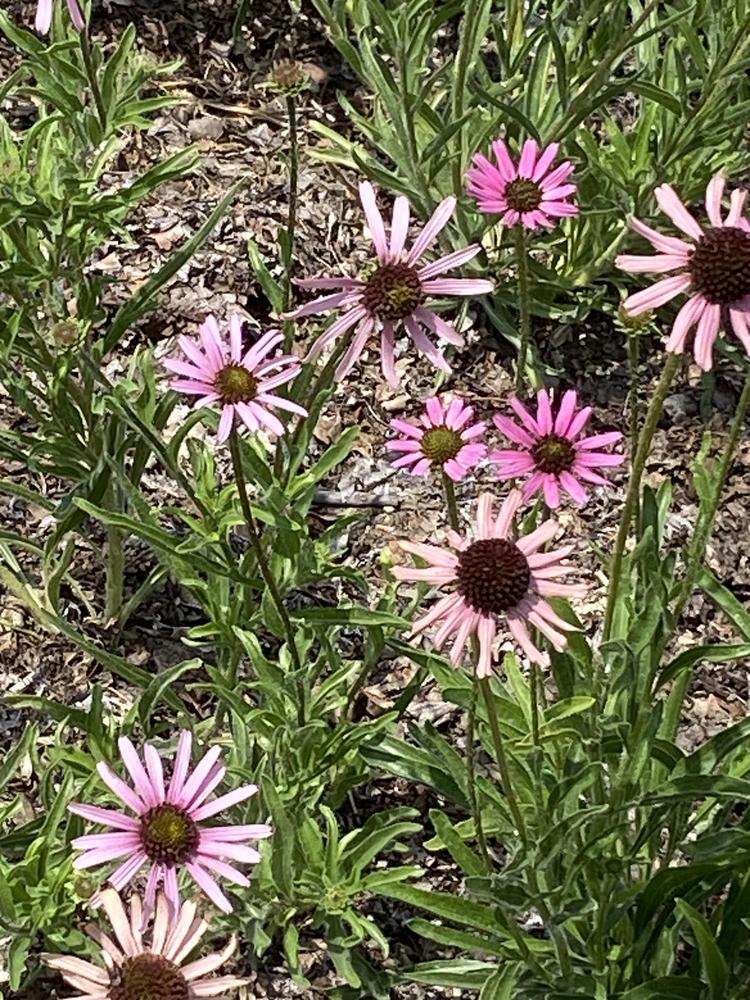 Photo of Tennessee Coneflower (Echinacea tennesseensis 'Rocky Top') uploaded by SL_gardener