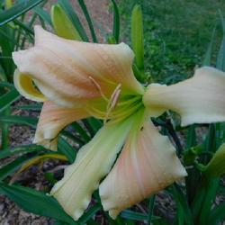 Location: Eagle Bay, New York
Date: 2023-07-07
Daylily (Hemerocallis 'Before'), before 6 a.m. - note that stamen