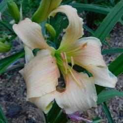 Location: Eagle Bay, New York
Date: 2023-07-07
Daylily (Hemerocallis 'Before') early morning, before 6 am, very 