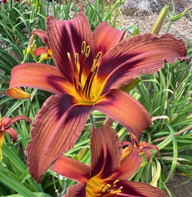 Photo of Daylily (Hemerocallis 'Brown Witch') uploaded by jkporter
