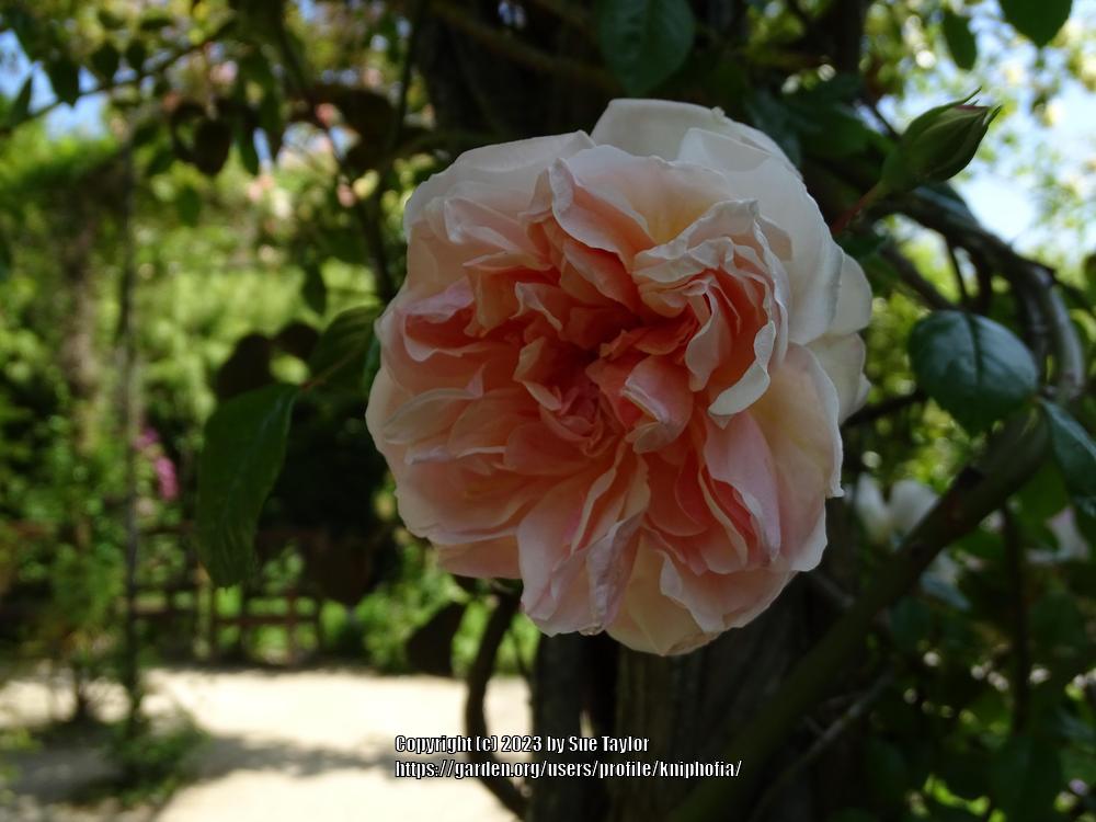 Photo of Rose (Rosa 'Leontine Gervais') uploaded by kniphofia