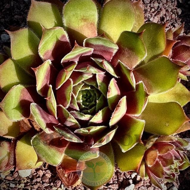 Photo of Hen and Chicks (Sempervivum 'Gold Crown') uploaded by springcolor