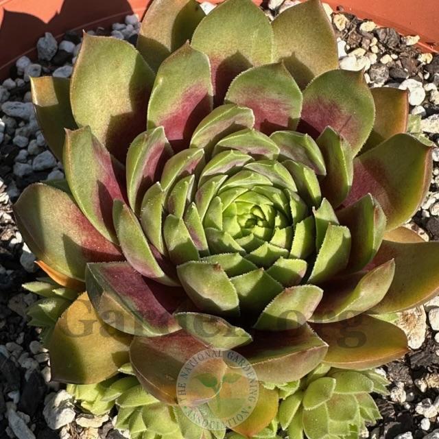 Photo of Hen and chicks (Sempervivum Colorockz® Ruby Lime) uploaded by springcolor