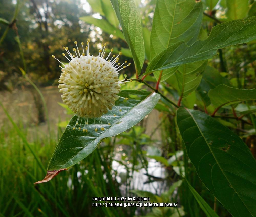 Photo of Buttonbush (Cephalanthus occidentalis) uploaded by wildflowers