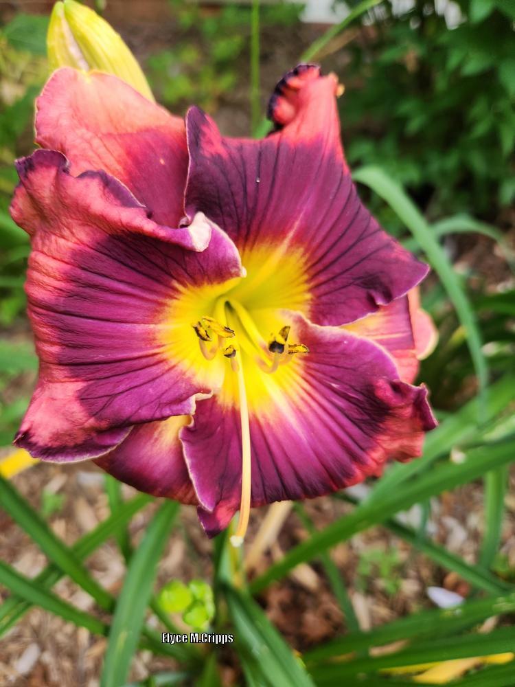 Photo of Daylily (Hemerocallis 'The Band Played On') uploaded by ElyceC