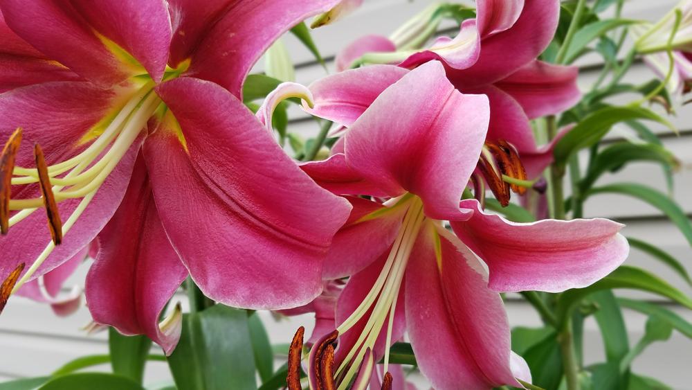 Photo of Lilies (Lilium) uploaded by RootedInDirt