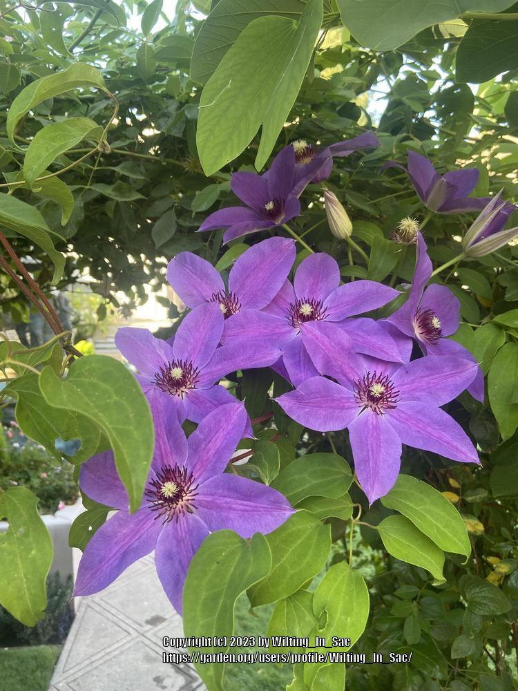 Photo of Clematis 'Blue Ravine' uploaded by Wilting_In_Sac