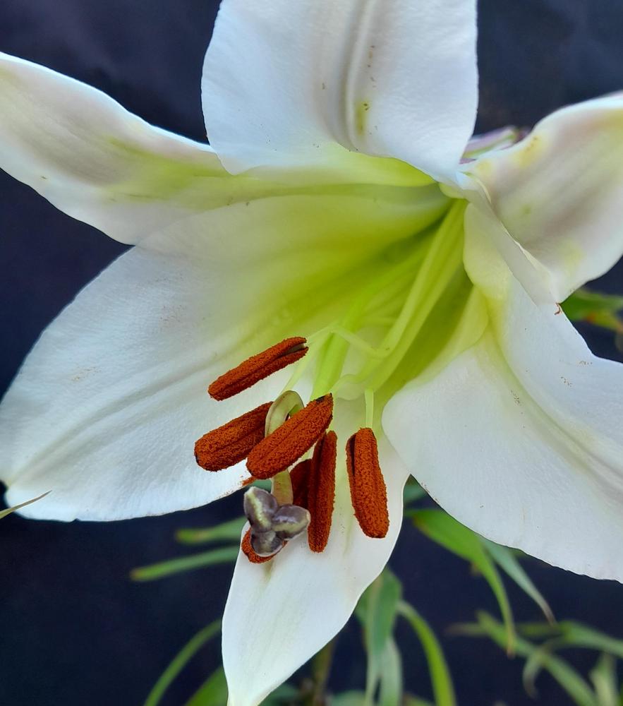 Photo of Lily (Lilium sargentiae) uploaded by Lucius93