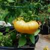 dwarf plant with one big tomato